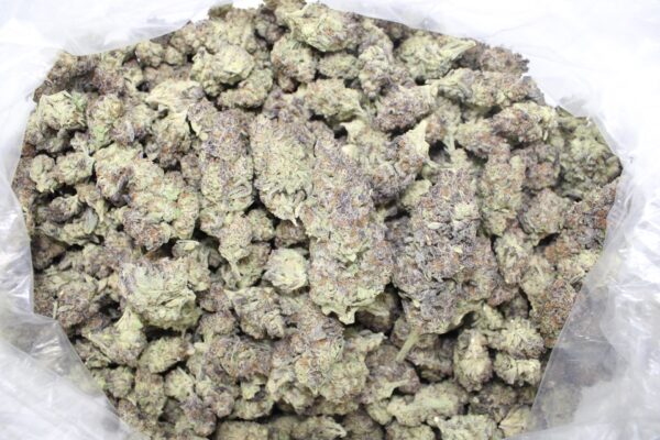 Gushmitz ( OZ Only )