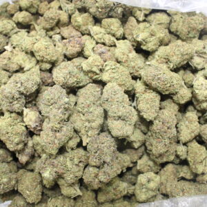 Gotta ( OZ Only )