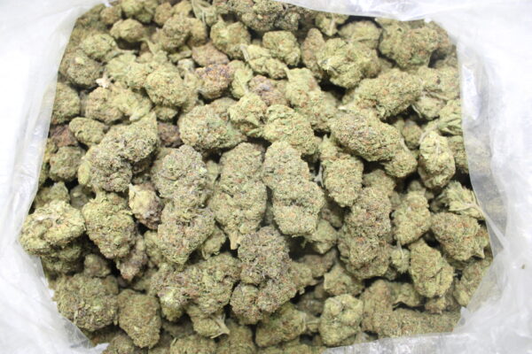 Gotta ( OZ Only )