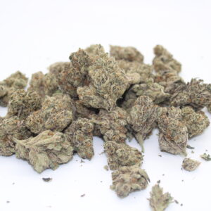 French Lotus ( Maven Genetics )